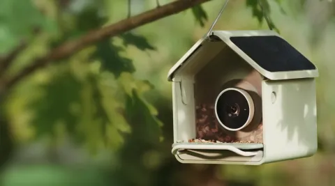Birdbuddy Nook and Home