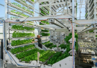 Canopii aims to succeed where earlier indoor farming ventures struggled