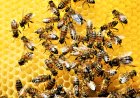 Beehiiv launches new creator tools with webinars and flexible paywalls